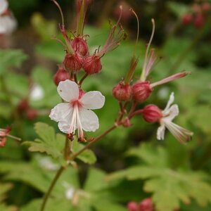 Geranium macrorrhizum 'Spessart' P9 - afbeelding 10