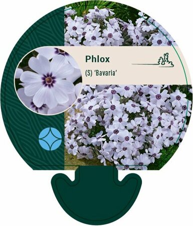 Phlox (S) 'Bavaria' P9