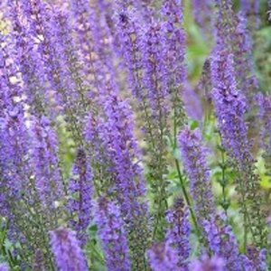Salvia nemorosa 'Mainacht' P9 - afbeelding 5