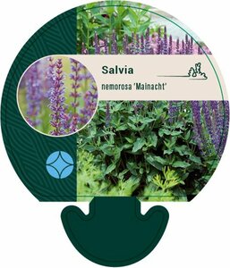 Salvia nemorosa 'Mainacht' P9 - afbeelding 8