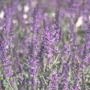 Salvia nemorosa 'Mainacht' P9 - afbeelding 4