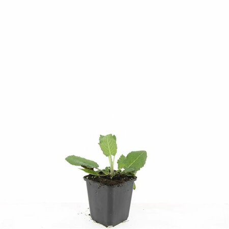 Salvia nemorosa 'Mainacht' P9 - afbeelding 10