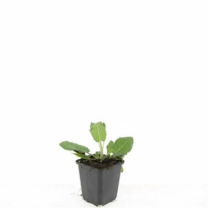 Salvia nemorosa 'Mainacht' P9 - afbeelding 10