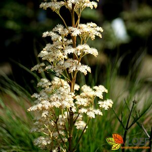 Rodgersia pinnata P9
