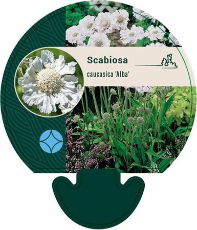 Scabiosa caucasica 'Alba' P9 - afbeelding 4