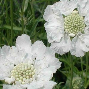 Scabiosa caucasica 'Alba' P9 - afbeelding 1