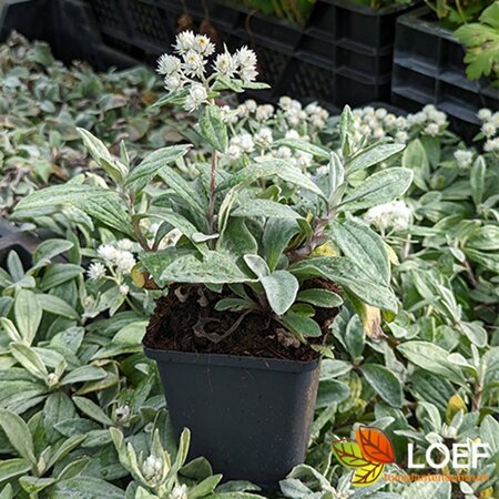 Anaphalis tripl. 'Sommerschnee' P9 - afbeelding 3