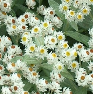 Anaphalis tripl. 'Sommerschnee' P9 - afbeelding 5