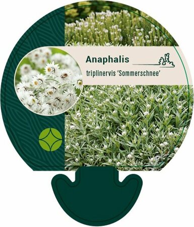 Anaphalis tripl. 'Sommerschnee' P9 - afbeelding 4