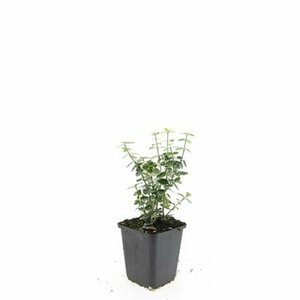 Euonymus fortunei 'Emerald Gaiety' 30/40 C. - afbeelding 11