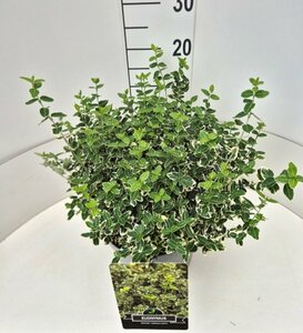 Euonymus fortunei 'Emerald Gaiety' 30/40 C. - afbeelding 13