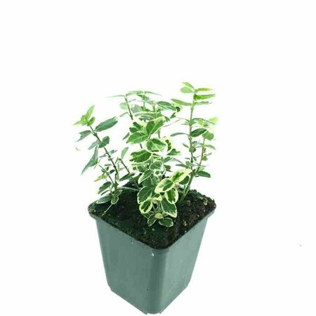 Euonymus fortunei 'Emerald Gaiety' 30/40 C. - afbeelding 10