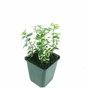 Euonymus fortunei 'Emerald Gaiety' 30/40 C. - afbeelding 10