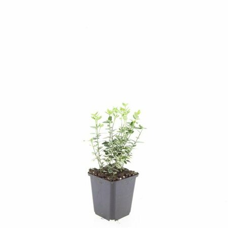 Euonymus fortunei 'Emerald Gaiety' 30/40 C. - afbeelding 3