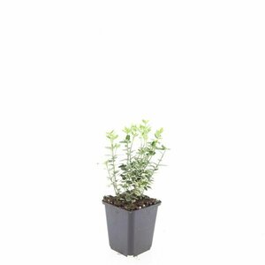 Euonymus fortunei 'Emerald Gaiety' 30/40 C. - afbeelding 3