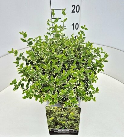 Euonymus fortunei 'Emerald Gaiety' 30/40 C. - afbeelding 14