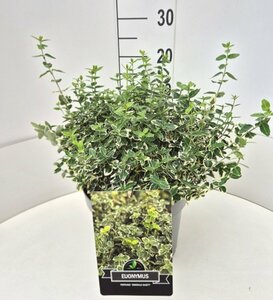 Euonymus fortunei 'Emerald Gaiety' 30/40 C. - afbeelding 15