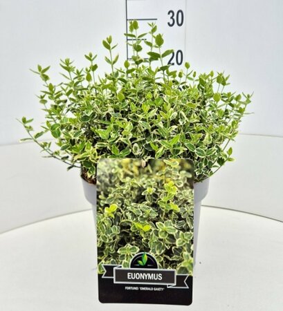 Euonymus fortunei 'Emerald Gaiety' 30/40 C. - afbeelding 16