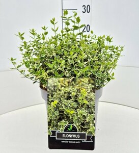 Euonymus fortunei 'Emerald Gaiety' 30/40 C. - afbeelding 16