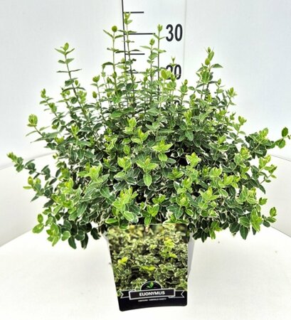 Euonymus fortunei 'Emerald Gaiety' 30/40 C. - afbeelding 17