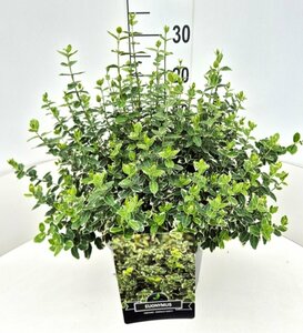 Euonymus fortunei 'Emerald Gaiety' 30/40 C. - afbeelding 17