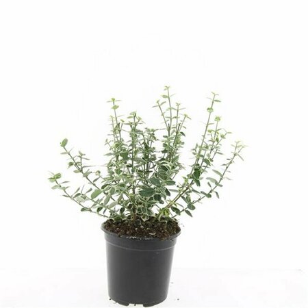 Euonymus fortunei 'Emerald Gaiety' 30/40 C. - afbeelding 6
