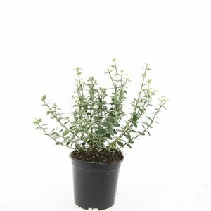 Euonymus fortunei 'Emerald Gaiety' 30/40 C. - afbeelding 6