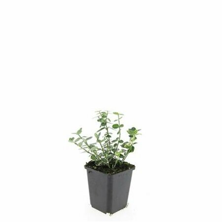 Euonymus fortunei 'Emerald Gaiety' 30/40 C. - afbeelding 4
