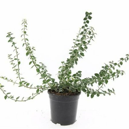 Euonymus fortunei 'Emerald Gaiety' 30/40 C. - afbeelding 8
