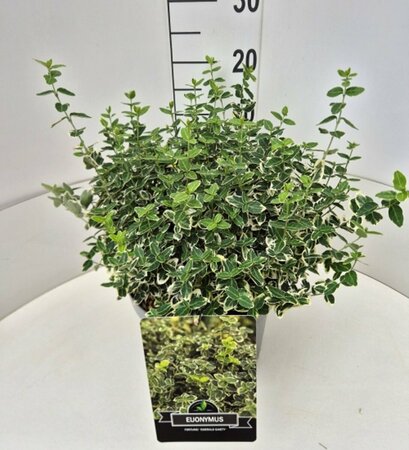 Euonymus fortunei 'Emerald Gaiety' 30/40 C. - afbeelding 18