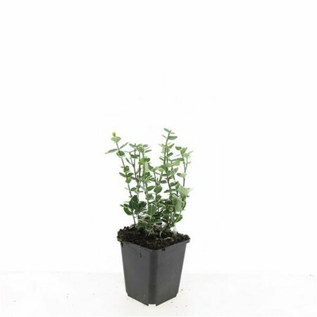 Euonymus fortunei 'Emerald Gaiety' 30/40 C. - afbeelding 5