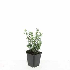 Euonymus fortunei 'Emerald Gaiety' 30/40 C. - afbeelding 5