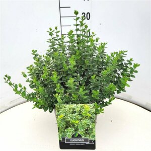Euonymus fortunei 'Emerald Gaiety' 30/40 C. - afbeelding 19