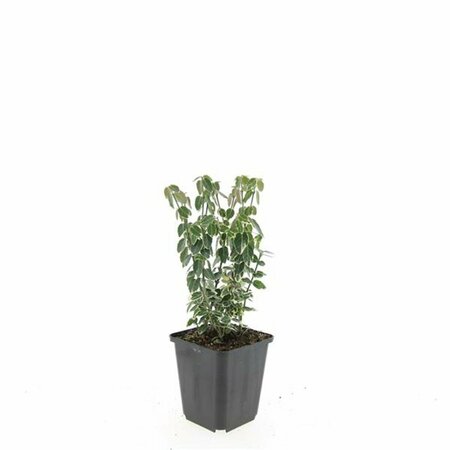 Euonymus fortunei 'Emerald Gaiety' 30/40 C. - afbeelding 2