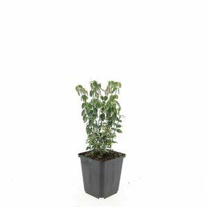 Euonymus fortunei 'Emerald Gaiety' 30/40 C. - afbeelding 2