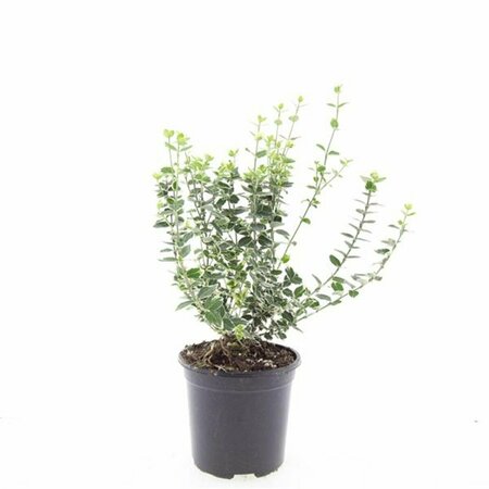 Euonymus fortunei 'Emerald Gaiety' 30/40 C. - afbeelding 21