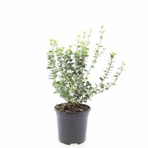 Euonymus fortunei 'Emerald Gaiety' 30/40 C. - afbeelding 21