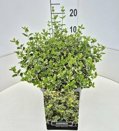 Euonymus fortunei 'Emerald Gaiety' 30/40 C. - afbeelding 20