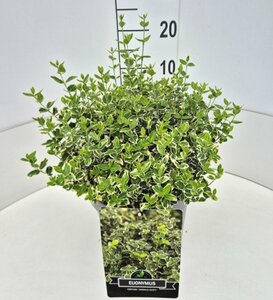 Euonymus fortunei 'Emerald Gaiety' 30/40 C. - afbeelding 20
