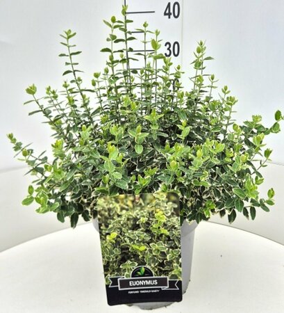 Euonymus fortunei 'Emerald Gaiety' 30/40 C. - afbeelding 12