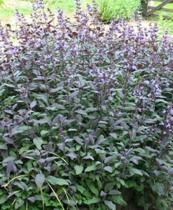 Salvia officinalis 'Purpurascens' P9 - afbeelding 5