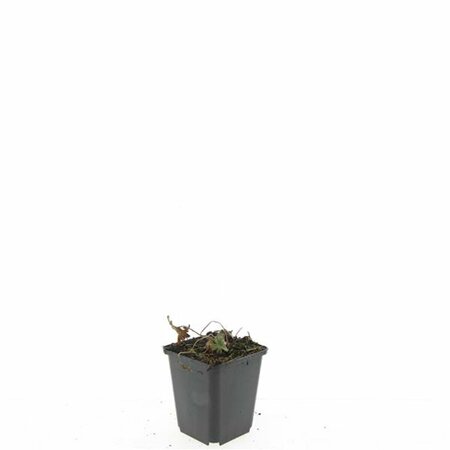 Geranium sanguineum 'Tiny Monster' P9 - afbeelding 7