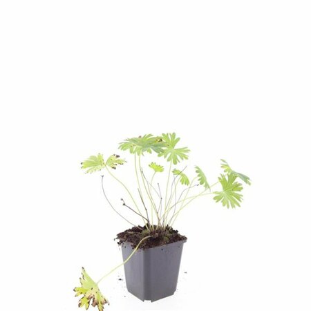 Geranium sanguineum 'Tiny Monster' P9 - afbeelding 8