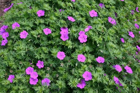 Geranium sanguineum 'Tiny Monster' P9 - afbeelding 1