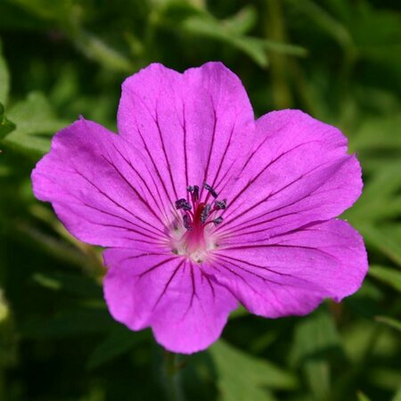 Geranium sanguineum 'Tiny Monster' P9 - afbeelding 2