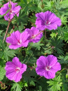 Geranium sanguineum 'Tiny Monster' P9 - afbeelding 5