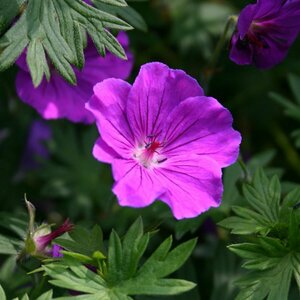 Geranium sanguineum 'Tiny Monster' P9 - afbeelding 3
