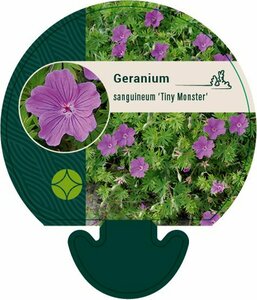 Geranium sanguineum 'Tiny Monster' P9 - afbeelding 6