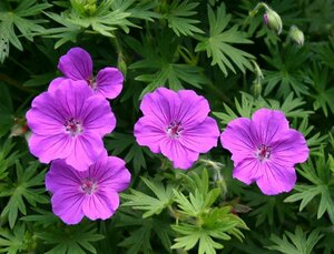 Geranium sanguineum 'Tiny Monster' P9 - afbeelding 4