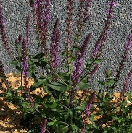 Salvia nemorosa 'Amethyst' P9 - afbeelding 3